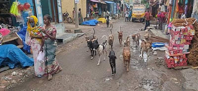 கமுதியில் சமூக நாய்கள் கூட்டம்: பொதுமக்கள் அச்சம்