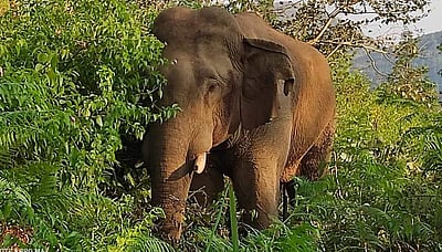 கொளத்தூர்: யானை தூக்கி வீசியதில் தொழிலாளி படுகாயம்