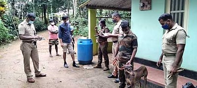 மின்சாரம் பாய்ந்து யானை பலி: வனத்துறையினா் விசாரணை