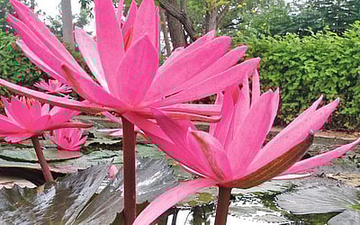 இணைய வெளியினிலே...