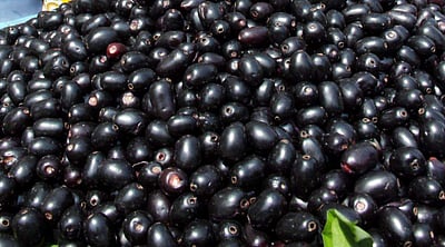 மருத்துவ குணங்கள் நிறைந்த நாவல் பழம்!