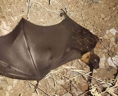 வெள்ளக்கோவிலில் மின்சாரம் பாய்ந்து உயிருக்குப் போராடிய வௌவ்வால் மீட்பு