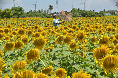 நெல்லையில் சூரியகாந்தியின் லாபத்தை அபகரிக்கும் பச்சைக்கிளிகள்! ஒலி எழுப்பி காப்பாற்றும் விவசாயிகள் 