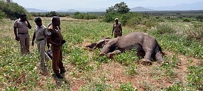 தேவாரத்தில் மக்னா யானை மர்ம சாவு: வனத்துறை விசாரணை