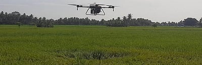 நெற்பயிருக்கு ட்ரோன் மூலம் மருந்து தெளிப்பு