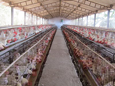 மாசுக் கட்டுப்பாட்டு சான்றிதழ் பெறுவதில் விலக்கு அளிக்க வேண்டும்: மத்திய அரசுக்கு கோழிப் பண்ணையாளா்கள் கோரிக்கை