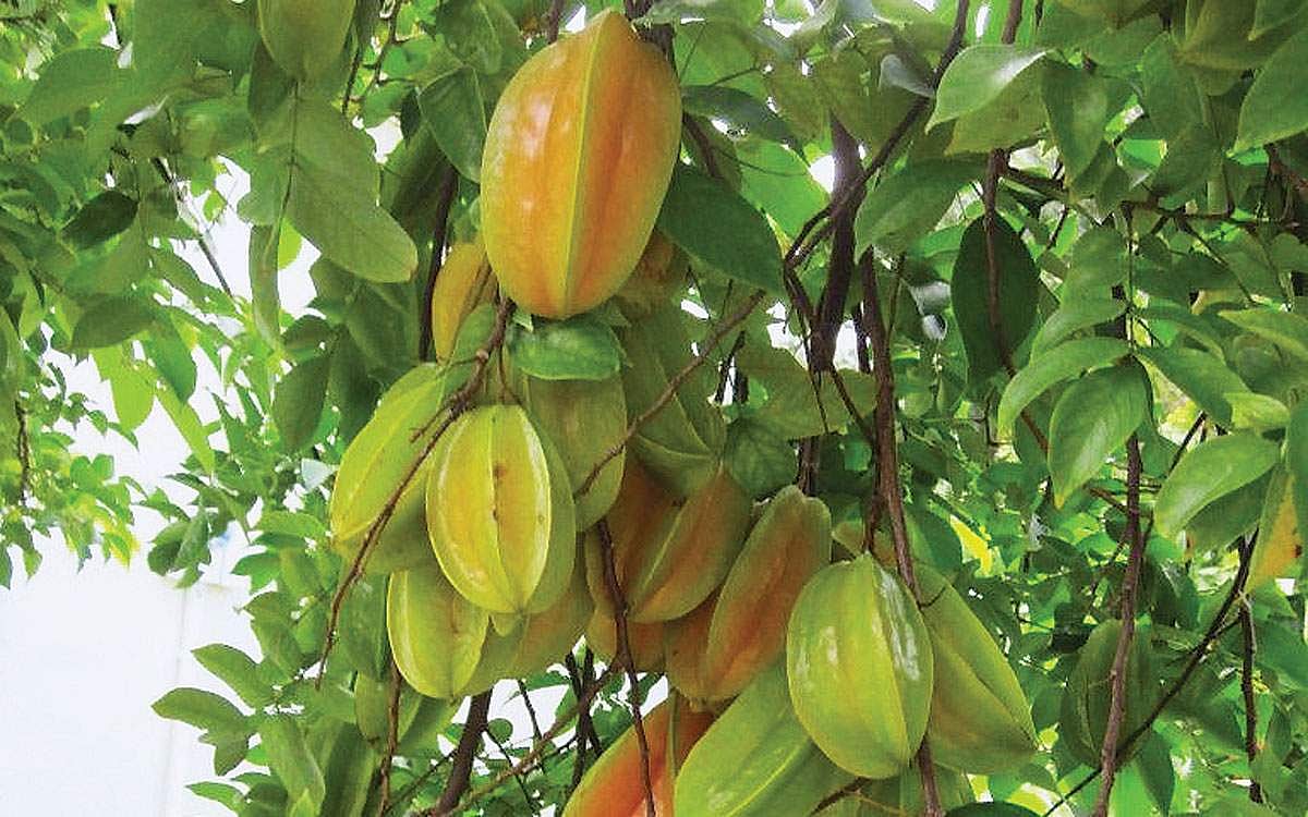 மரங்களின் வரங்கள்!: நாவில் நீர் ஊற வைக்கும் - கரம்போலா  மரம்