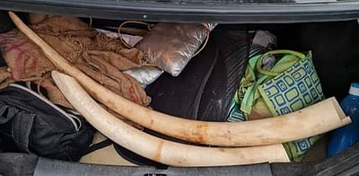 வாழப்பாடி அருகே யானை தந்தம் கடத்தல் கும்பல் கைது: ரூ. 20 லட்சம் மதிப்புள்ள தந்தங்கள் பறிமுதல்