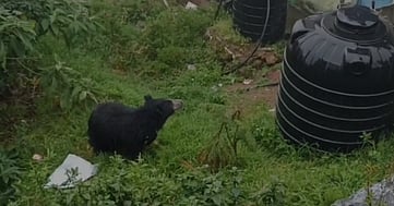 கோத்தகிரியில் கரடி நடமாட்டம்: கூண்டு வைக்கும் பணி தீவிரம்