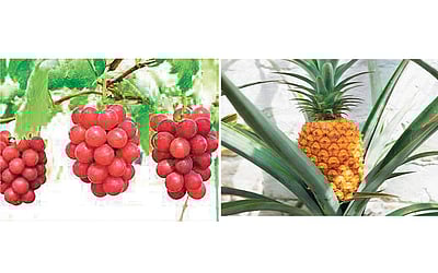 அதிசய பழங்கள்