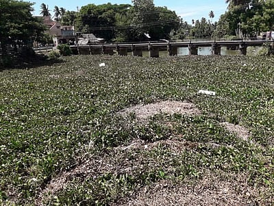 கூத்தாநல்லூர்: வெண்ணாற்றில் வெங்காயத் தாமரைகளை அகற்ற வலியுறுத்தல்