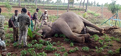 சத்தியமங்கலம்: மின் வேலியில் சிக்கி மக்னா யானை உயிரிழப்பு