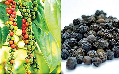 நறுமணப் பொருட்களின் ராஜா மிளகு!