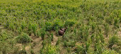 கடனாநதி வனப்பகுதி: தோட்டங்கள், வயல்களில் புகுந்து நாசமாக்கிய காட்டு யானைகள்