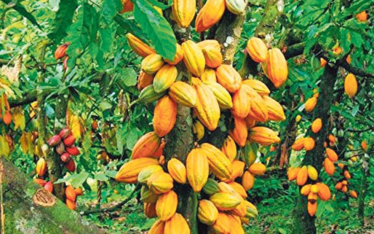 மரங்களின் வரங்கள்!: சாக்லேட்டுகளை அள்ளித் தருவேன் - கோகோ மரம்