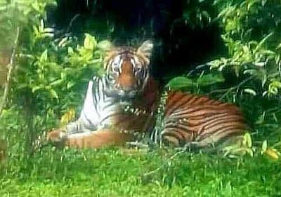 தேக்கடி ஏரி பகுதியில் புலிகள் நடமாட்டம்: சுற்றுலாப் பயணிகள் உற்சாகம்