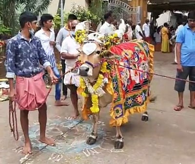 கிருஷ்ண ஜெயந்தி: மாட்டுத்தொழு கோயிலில் பட்டத்துக்காளை, கொடிமரத்திற்கு சிறப்பு வழிபாடு
