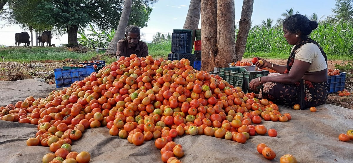 பெரியகுளம் பகுதியில் தக்காளி விளைச்சல் அமோகம்: விலை குறைவால் விவசாயிகள் சோகம்!