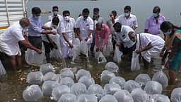 சோலையாறு அணையில் விடப்பட்ட 7 லட்சம் வளா்ப்பு மீன் குட்டிகள்!
