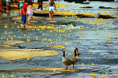 மக்களை கவர்ந்த வாத்து பொம்மைகள்..சிறப்பு ஒலிம்பிக் போட்டியில் குவிந்த மக்கள்