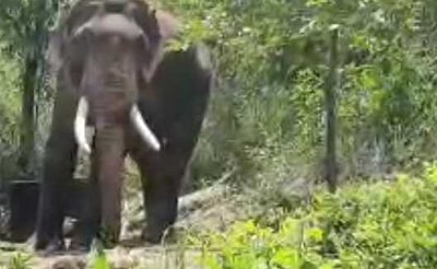 ரிவால்டோ யானைக்கு பொதுமக்கள் உணவளிக்க வனத் துறை எதிா்ப்பு