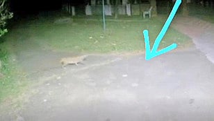 முக்கடல் அணை பூங்காவில் இரவில் சிறுத்தை நடமாட்டம்