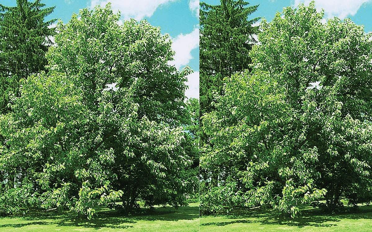 மரங்களின் வரங்கள்!: விஷமுறிக்கி - பிலிம்பி மரம்