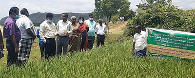 கடையத்தில் வேளாண் விஞ்ஞானிகள், வேளாண் விரிவாக்க அலுவலா்கள் கூட்டாய்வு