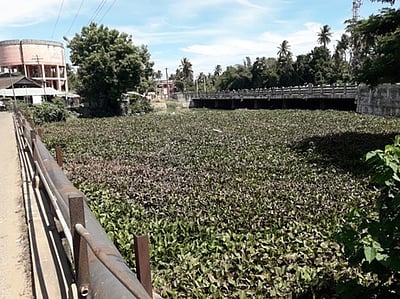 வெண்ணாற்றில் மண்டிக்கிடக்கும் வெங்காயத் தாமரைச் செடிகள்