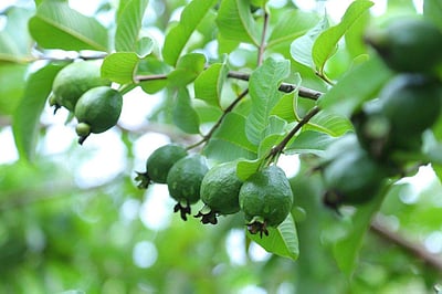 நோய் எதிர்ப்பு சக்தியை அதிகரிக்கும் கொய்யாப்பழம்!