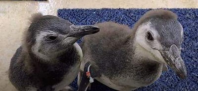 ஆடி, அசைந்து நீச்சலடித்த பென்குயின் குட்டிகள்