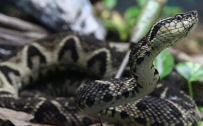 கரோனாவுக்கு எதிரான போரில் திருப்புமுனை; வைரஸை கட்டுப்படுத்தும் பாம்பின் விஷம்:  ஆய்வில் தகவல்