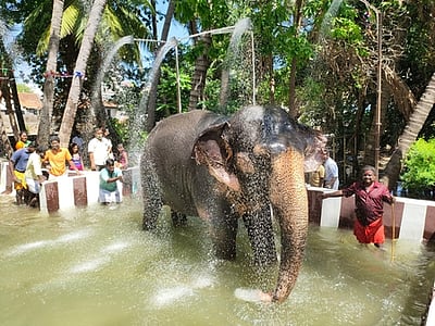 மலைக்கோட்டை யானை குளிக்க மேலும் ஓா் ஏற்பாடு!