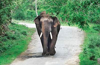 கிருஷ்ணகிரி மாவட்டத்தில் யானை தாக்கி இருவர் உயிரிழப்பு