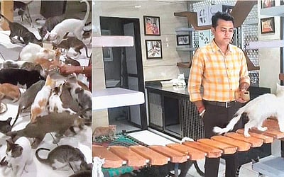 பூனைகளுக்கு வீடு