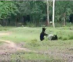 காட்டில் கால்பந்து விளையாடிய கரடிகள்