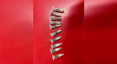 போலந்திலிருந்து சென்னைக்கு கடத்தி வரப்பட்ட அரிய வகை சிலந்திகள் பறிமுதல்