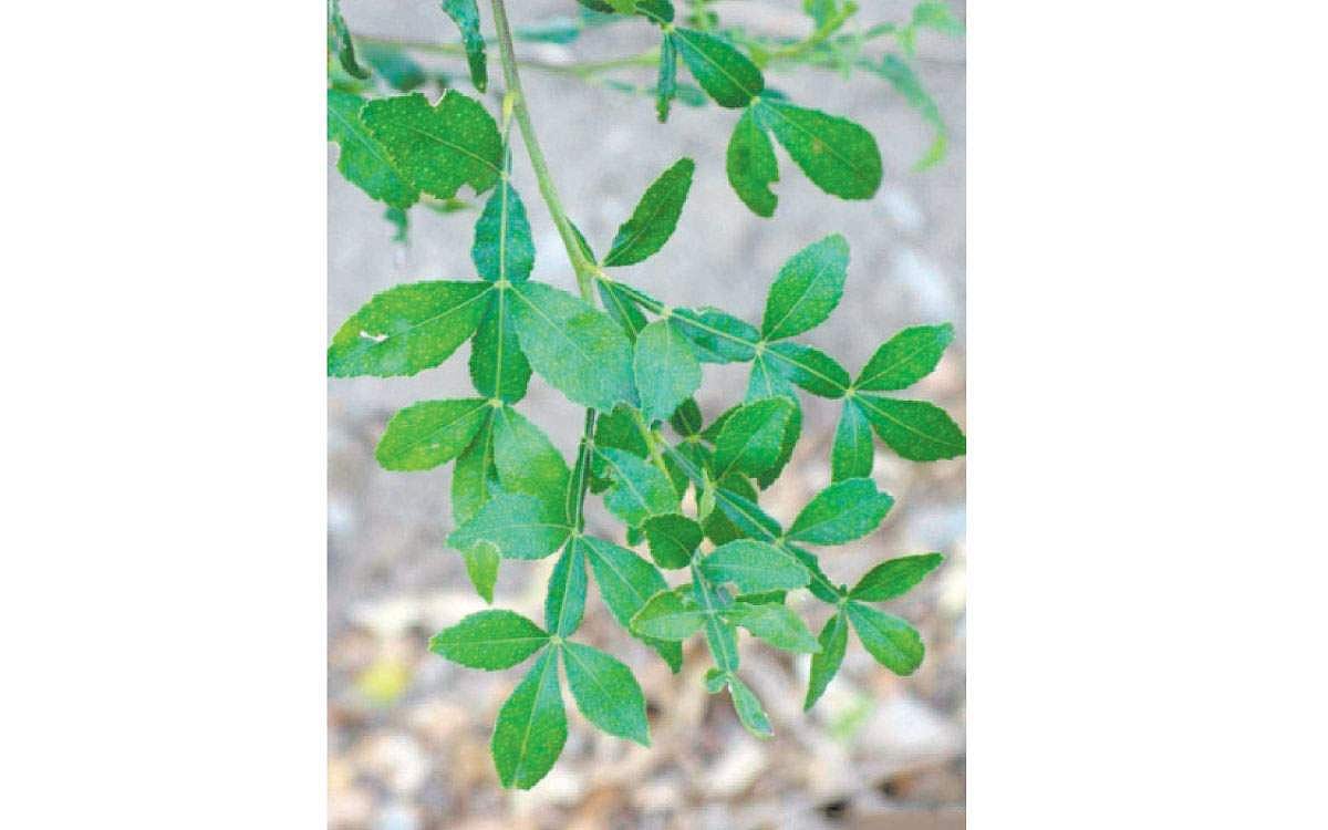 மரங்களின் வரங்கள்! - திறன் மிக்கவன் - நரி விளா மரம்!