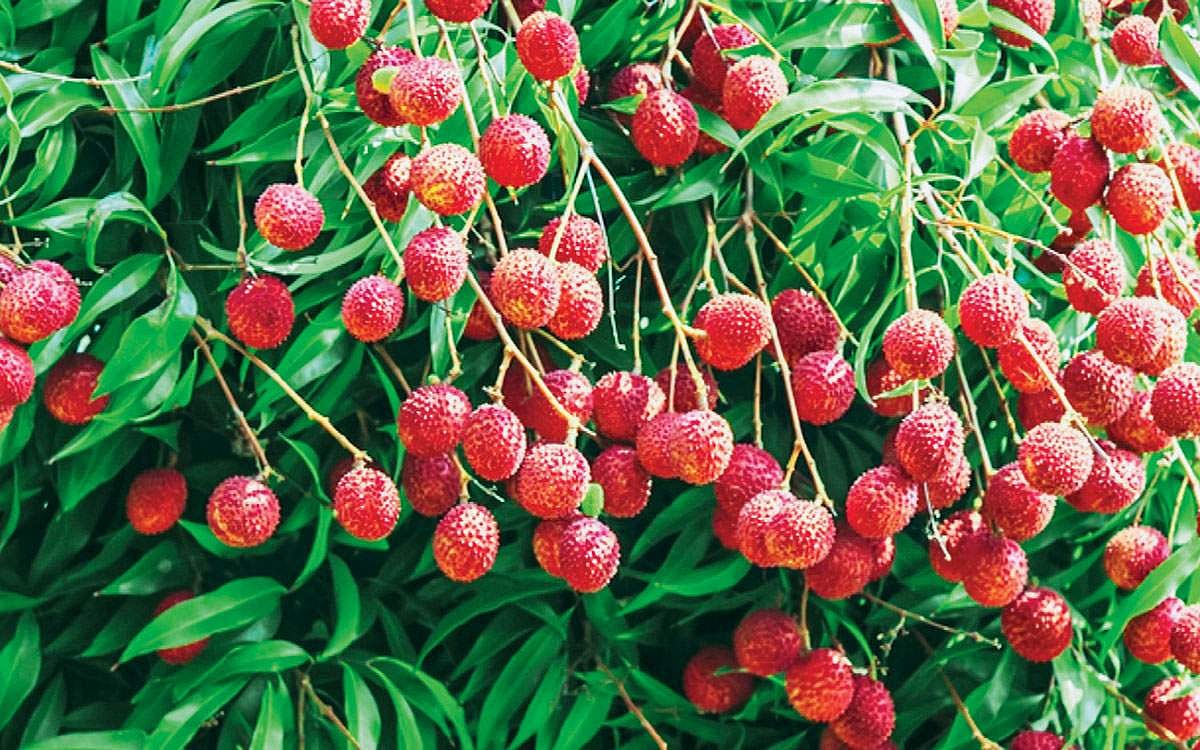 மரங்களின் வரங்கள்!: மருத்துவ சுரங்கம் - லிச்சி மரம்!