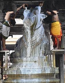 அருணாசலேஸ்வரா் கோயிலில் சனிப் பிரதோஷ வழிபாடு