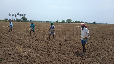 கடைமடை பகுதியில் சம்பா நேரடி விதைப்பு பணி தீவிரம்