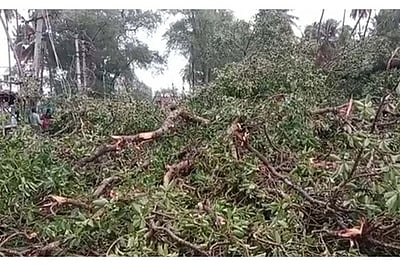 தொட்டியத்தில் சாய்ந்த பழைமையானஆலமரம்