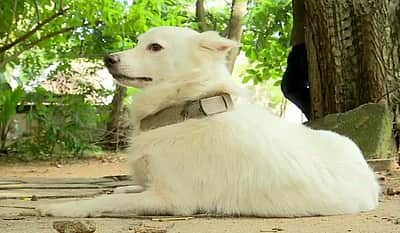 செல்ல நாயுடன் விமானத்தில் பயணிக்க ரூ.2.4 லட்சம் செலவிட்ட இளைஞர்