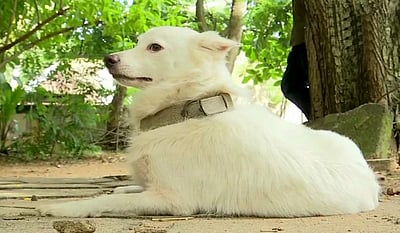 செல்ல நாயுடன் விமானத்தில் பயணிக்க ரூ.2.4 லட்சம் செலவிட்ட இளைஞர்