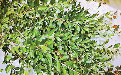 மருதாணியின் மகத்துவம்!