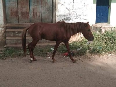 தம்மம்பட்டியில் பொதுமக்களுக்கு அச்சமூட்டிய குதிரை மீட்பு!