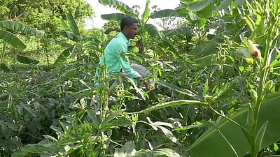 காரைக்காலில் வெண்டைக்காய் விளைச்சல் அதிகரிப்பு: விவசாயிகள் மகிழ்ச்சி