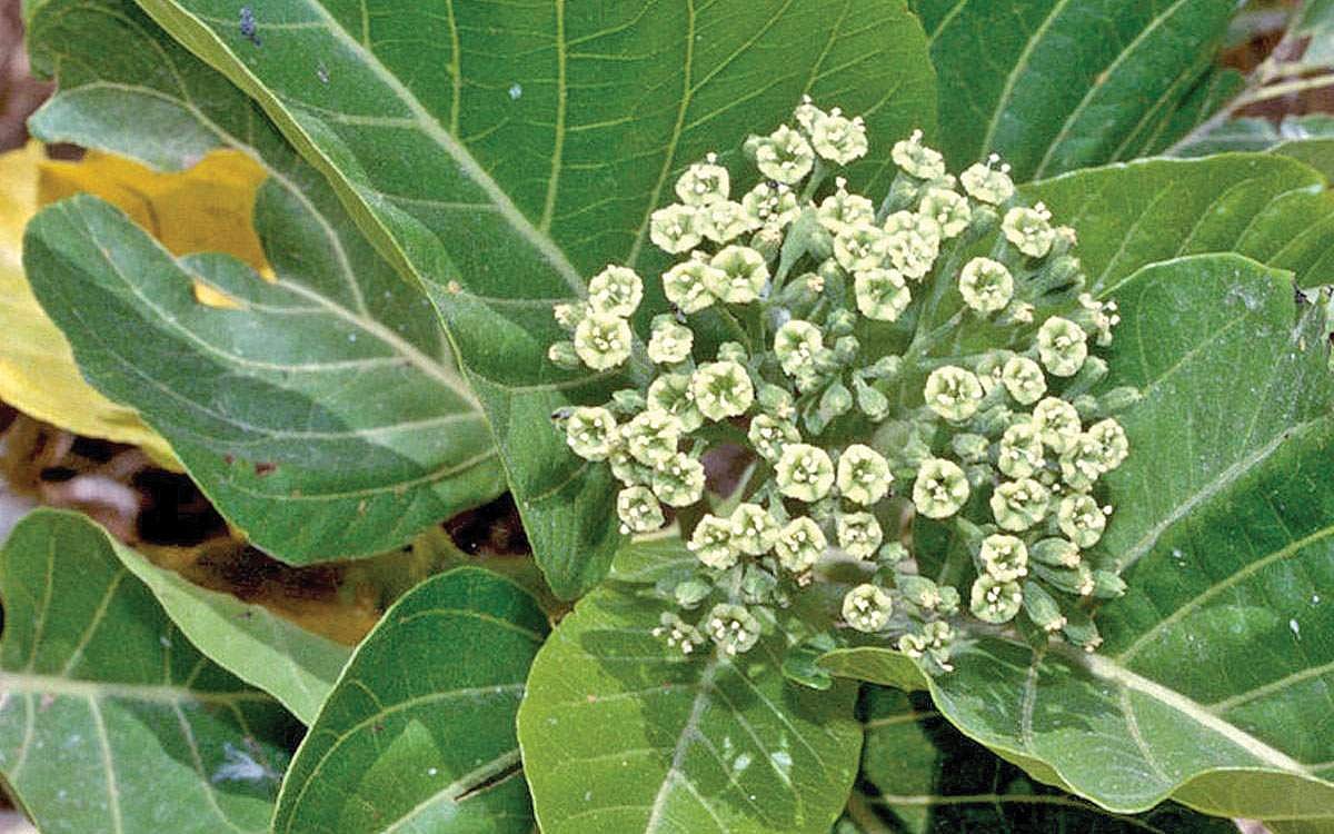 மரங்களின் வரங்கள்!: சண்டித்தனங்களைப் போக்கும்  - சண்டிக் கீரை மரம்