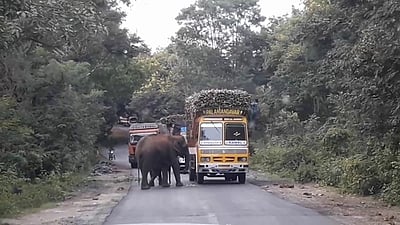 கரும்பு லாரியை வழிமறித்த யானைகள்