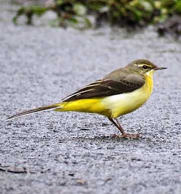 வால்பாறைக்கு காலதாமதமாக வந்துள்ள வலசைப் பறவைகள்